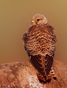 Kestrel Female