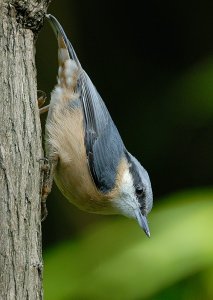 Nuthatch