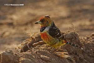 Crested Barbet