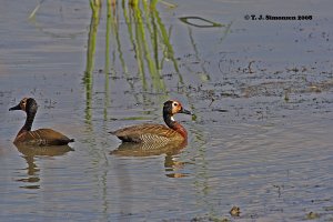 Mirror Duck?