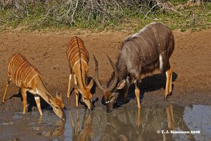 Nyalas at the waterhole