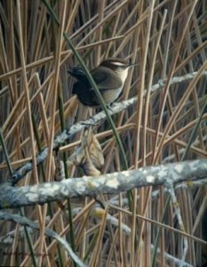 Bewick's Wren painting