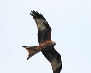 red kite