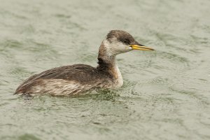 Red necked grebe