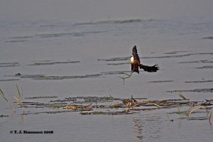 Incoming Jacana!