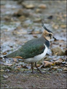 Lapwing