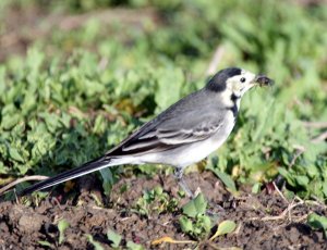 Pied Wagtail with 'snack'