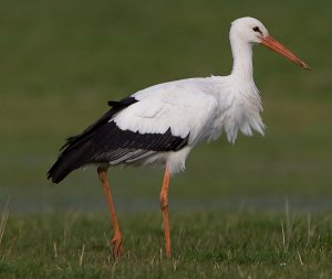 White Stork