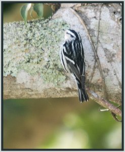 Black and White Warbler