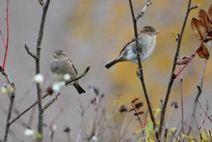 House Sparrows in Cheshire