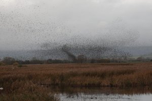 Starling Roost