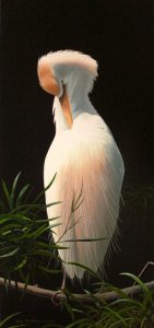 Preening Egret painting
