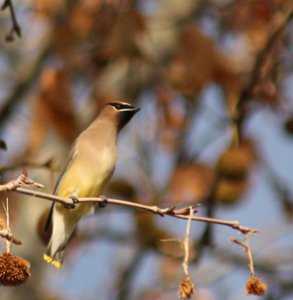 Forum_Waxwing