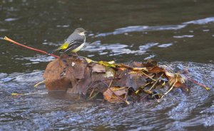 Grey Wagtail