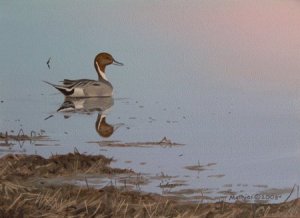 Pintail painting