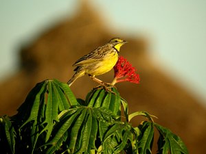 Yellow-throated Longclaw