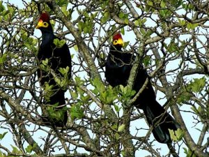 Ross's Turaco