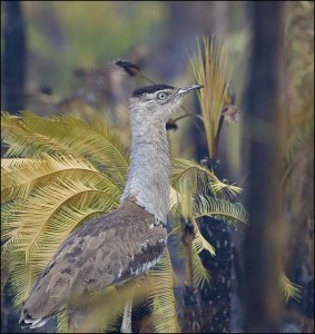 Australian Bustard