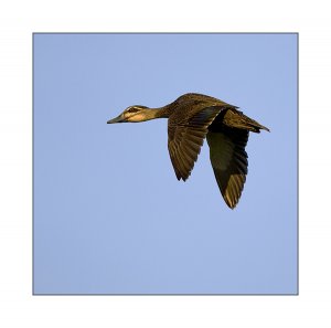 Pacific Black Duck