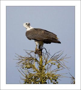 White-bellied Sea Eagle