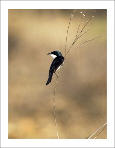 Restless Flycatcher