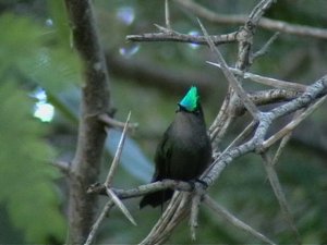 antillean_crested_Hummingbird