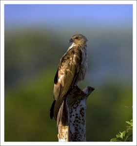 Whistling Kite