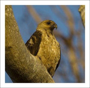 Whistling Kite