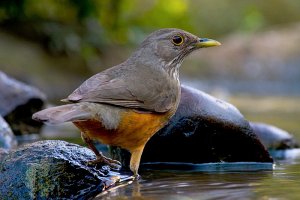 Brazil's symbol bird