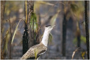 Australian Bustard