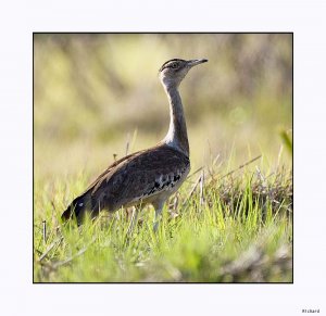 Australian Bustard