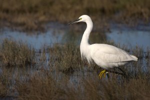 Little egret