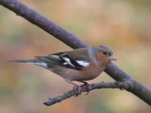 Chaffinch