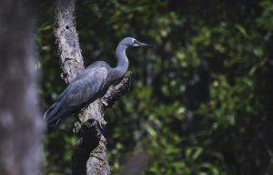 In the Mangroves