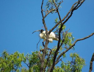 Ibis on the Lookout