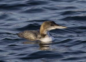 Great Northern Diver