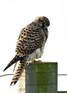 Kestrel