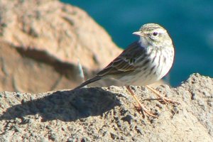 Two More Canary Pipits