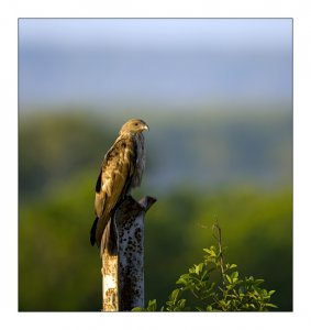 Australian Whistling Kite