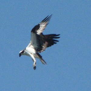 Osprey in Flight