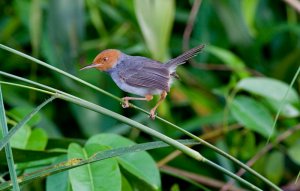 Ashy Tailorbird