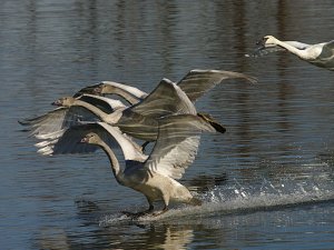 Trumpeter Swans Landing