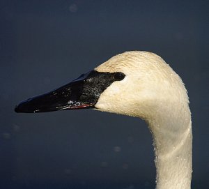 Trumpeter Swan Close-Up