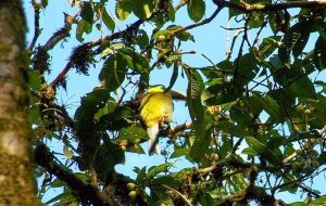 Yellow-eared Toucanet