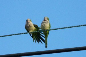 Monk Parakeet