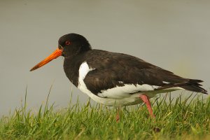 Oystercatcher close-up