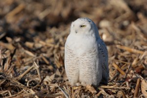 Snowy Owl near Cincinnati