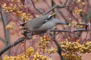 Waxwing