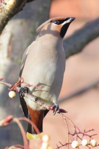 Waxwing take two