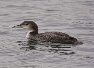 Great Northern diver